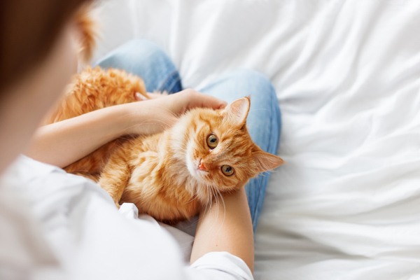 Person holding Orange Cat